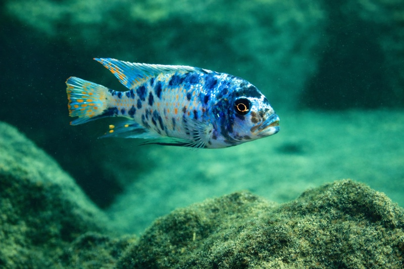 Maylandia zebra 'Chizumulu Island'